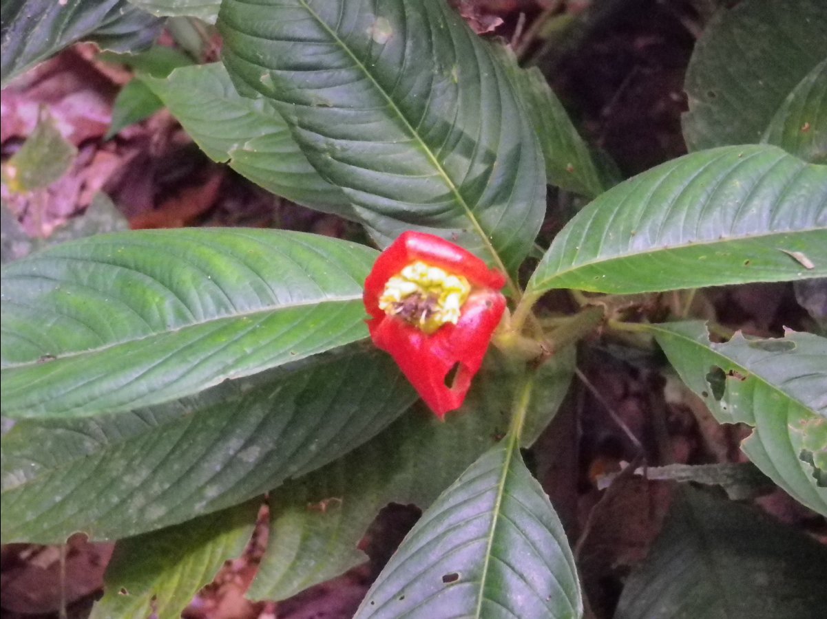 Amazon - Peru26